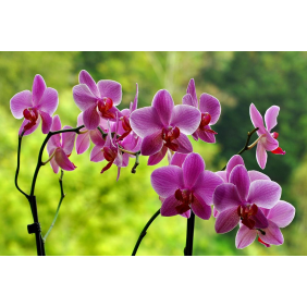 Фиолетовая орхидея с пурпурным оттенком